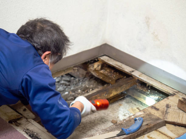 Best Mold Removal Company Near Me  in Manhattan, KS