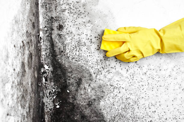 Best Mold Testing  in Manhattan, KS