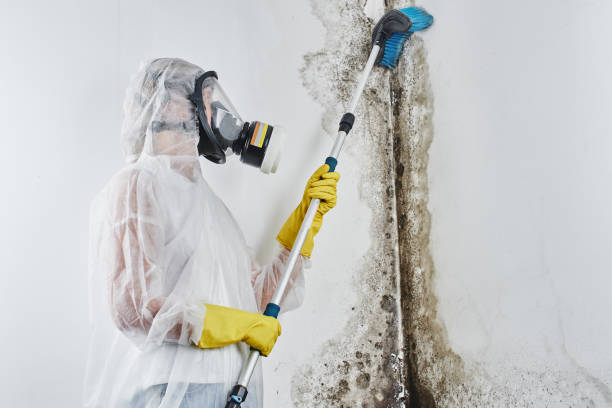 Best Attic Mold Removal  in Manhattan, KS
