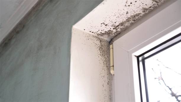 Best Office Mold Removal Services  in Manhattan, KS