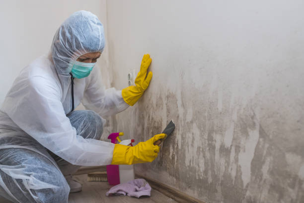 Office Mold Removal Services in Manhattan, KS