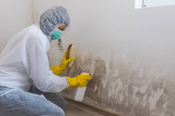 Best Local Mold Removal Service  in Manhattan, KS