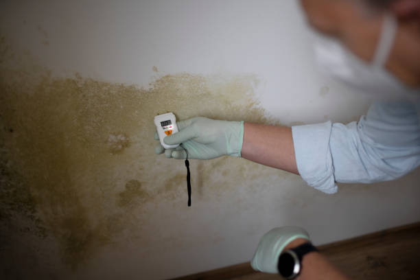 Best Mold Damage Repair  in Manhattan, KS