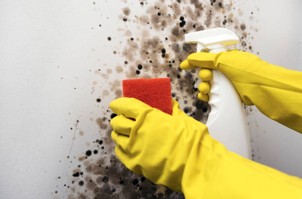 Best Best Mold Removal Companies  in Manhattan, KS