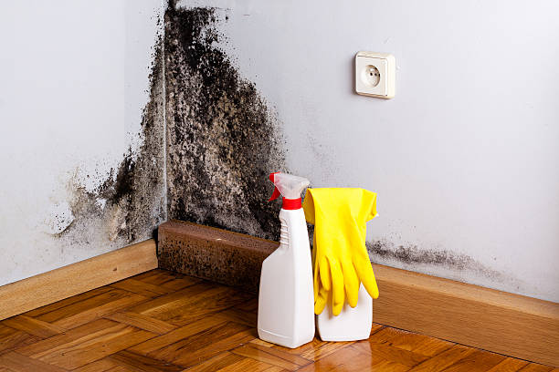 Attic Mold Removal in Manhattan, KS