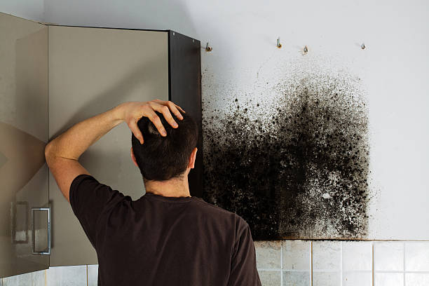 Best Affordable Mold Removal  in Manhattan, KS